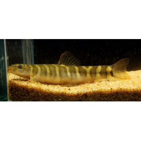 Neomacheilus corica Neomacheilus corica