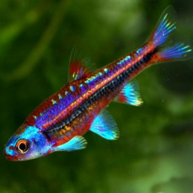 Notropsis chrosomus - Barbo arcoiris Notropsis chrosomus - Barbo arcoiris