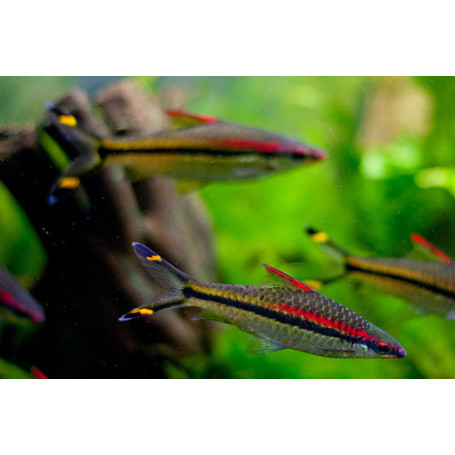 Puntius denisoni wildcatch