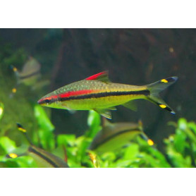 Puntius denisoni Puntius denisoni