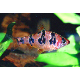 Puntius rhomboocellatus Puntius rhomboocellatus