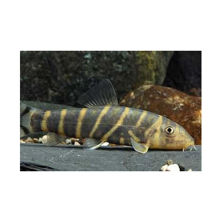 Botia dario - Botia reina de bengala