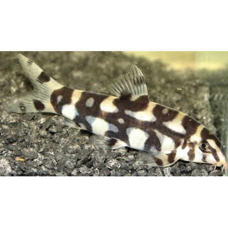 Botia histrionica sp.