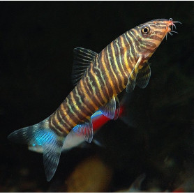 Botia striata - Botia cebra Botia striata - Botia cebra