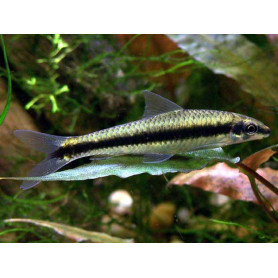 Crossocheilus siamensis - Zorro volador Crossocheilus siamensis - Zorro volador