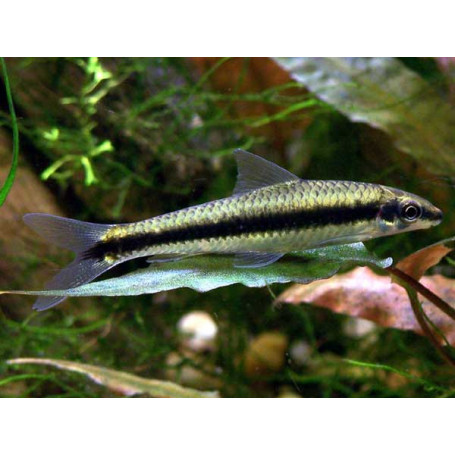 Crossocheilus siamensis - Zorro volador