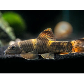 Garra flavatra - Garra arcoiris Garra flavatra - Garra arcoiris