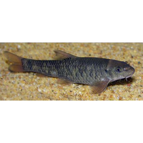 Garra rufa