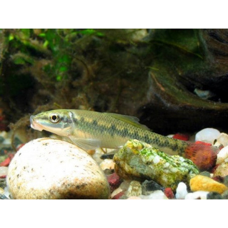 Gyrinocheilus aymonieri - Come algas chino