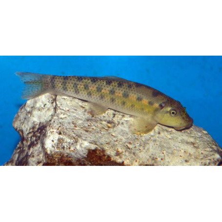 Gyrinocheilus aymonieri black gold - Come algas chino black gold