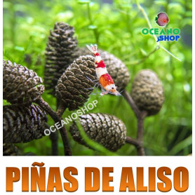 20 piñas de aliso para gambarios piñas de aliso alder cone gambario gambas hojas almendro indio terminalia cattapa