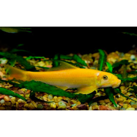 Gyrinocheilus aymonieri gold - Come algas chino gold Gyrinocheilus aymonieri gold - Come algas chino gold