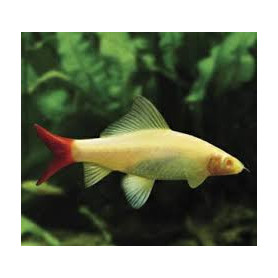 Labeo bicolor albino Labeo bicolor albino