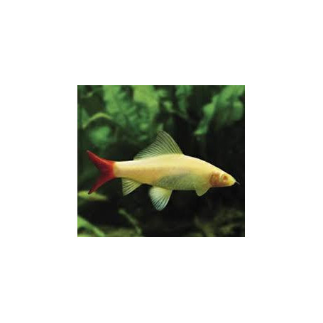 Labeo bicolor albino