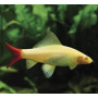 Labeo bicolor albino