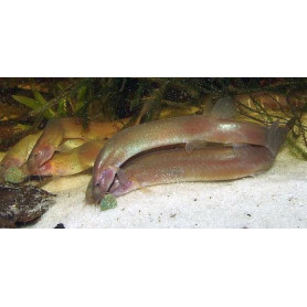 Pangio kuhlii javanicus Pangio kuhlii javanicus