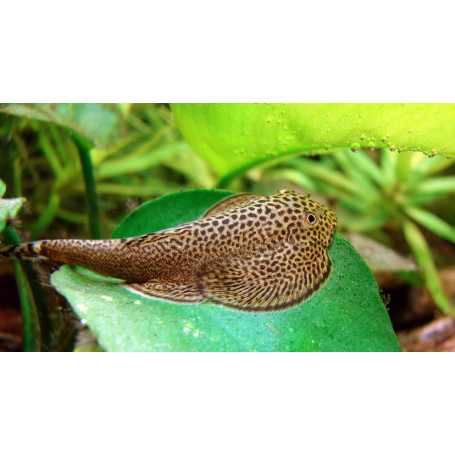 Botia de borneo myersi