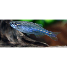 Danio Perla Danio Perla