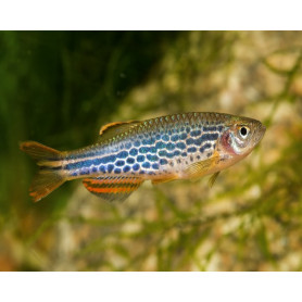 Danio Leopard Danio Leopard