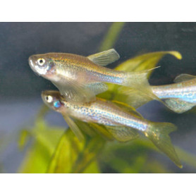 Brachydanio rerio gold velo - Cebrita gold velo Brachydanio rerio gold velo