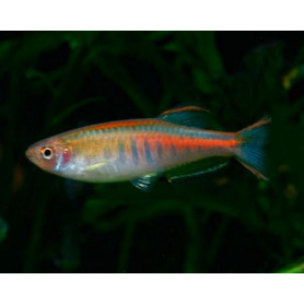 Danio choprai - Danio glowlight Danio choprai - Danio glowlight