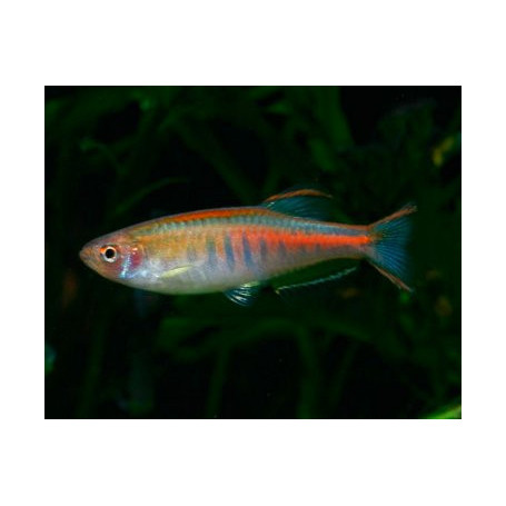 Danio choprai - Danio glowlight