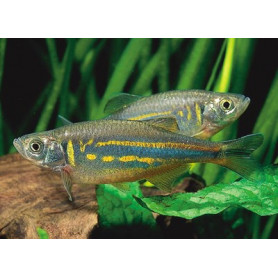 Danio aequipinnatus malabaricus - Danio gigante Danio aequipinnatus malabaricus - Danio gigante