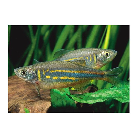 Danio aequipinnatus malabaricus - Danio gigante