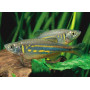 Danio aequipinnatus malabaricus - Danio gigante