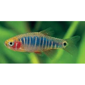 Rasbora enana rayada Rasbora enana rayada