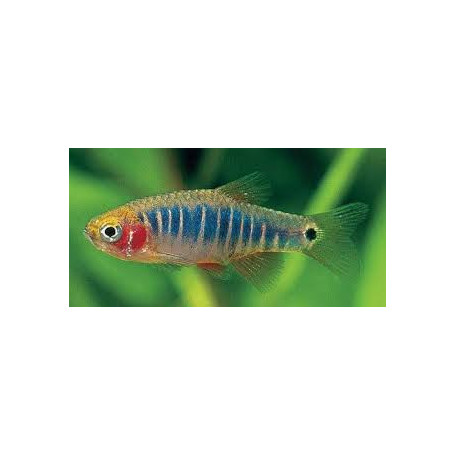 Rasbora enana rayada