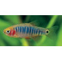 Rasbora enana rayada
