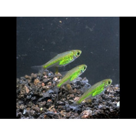 Microrasbora kubotai - Rasbora verde Microrasbora kubotai - Rasbora verde