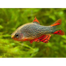 Rasbora galaxy Rasbora galaxy