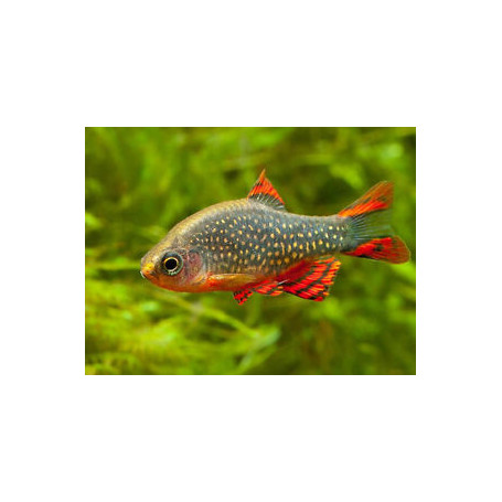 Rasbora galaxy
