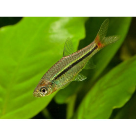 Rasbora Borapetensis Rasbora Borapetensis