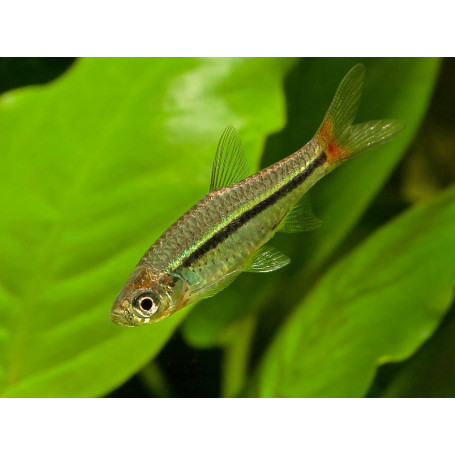 Rasbora Borapetensis