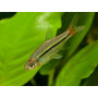 Rasbora Borapetensis