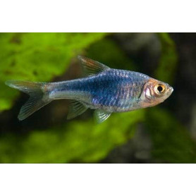 Rasbora arlequin negro Rarbora arlequin negro
