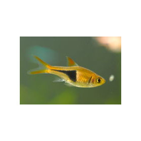 Rasbora arlequin gold Rasbora arlequin gold