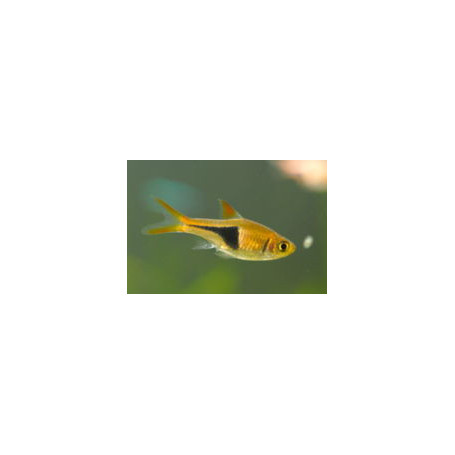 Rasbora arlequin gold