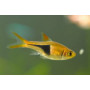 Rasbora arlequin gold