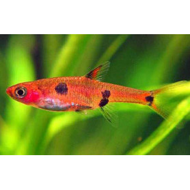 Rasbora pygmea Rasbora pygmea
