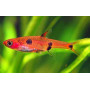 Rasbora pygmea