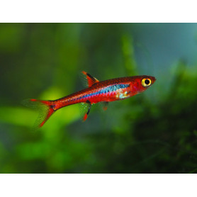 Rasbora diamante Rasbora diamante