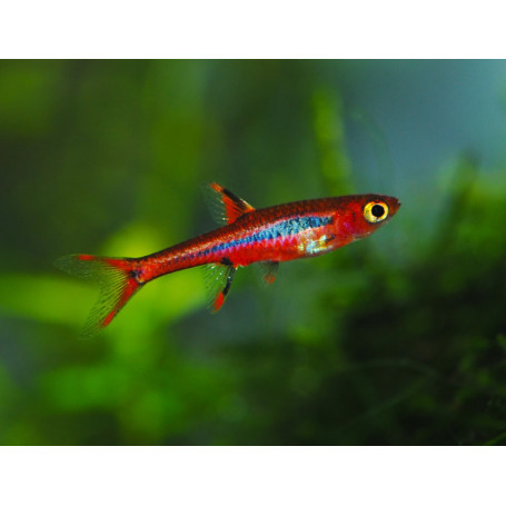 Rasbora diamante