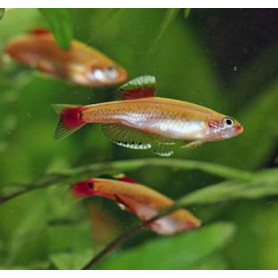 Neon chino gold Neon chino gold