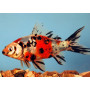 Carassius auratus calico
