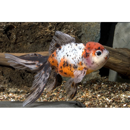Carassius auratus calico oranda