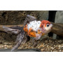 Carassius auratus calico oranda